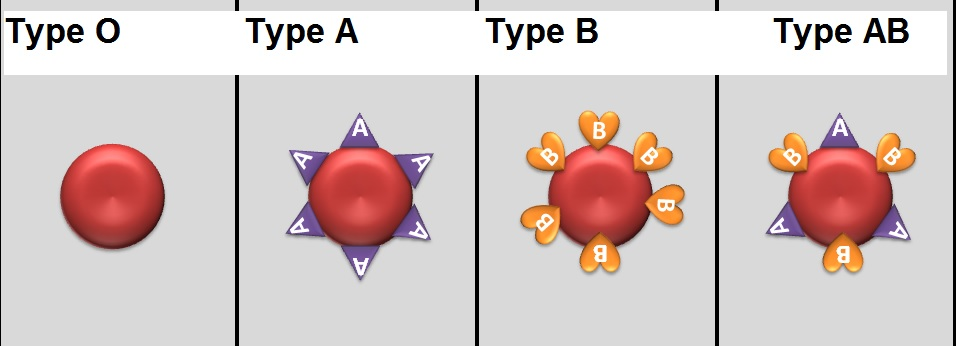 How many blood types are there? - The Tech Interactive